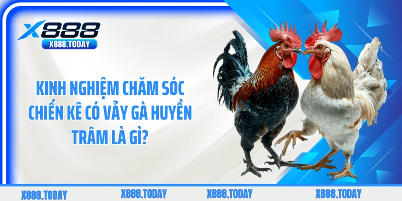 Kinh nghiệm chăm sóc chiến kê có vảy gà Huyền Trâm là gì?